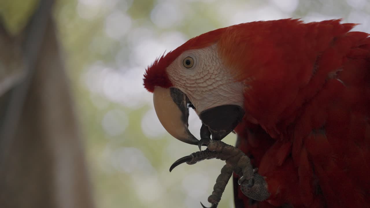 lindo loro guacamayo rojo mordiendo y limpiando sus propias piernas en cámara lenta, de cerca
