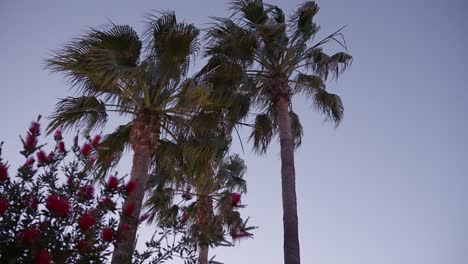 girando alrededor de palmeras con cielo