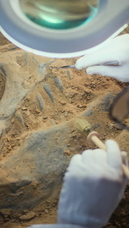 excavación de fósiles en curso