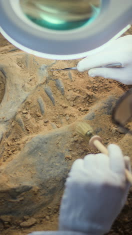 fossil excavation and analysis