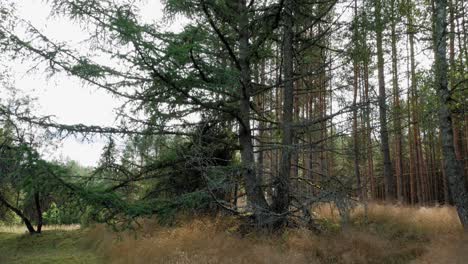 Äste-Der-Bäume-Tanzen-Im-Wind---Prądzonka-Wald-Polen---Neigen-Sich-Nach-Unten