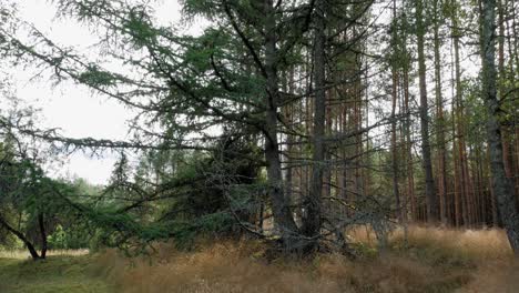 ramas de árboles bailando en la brisa - bosque de prądzonka polonia - inclinado hacia abajo