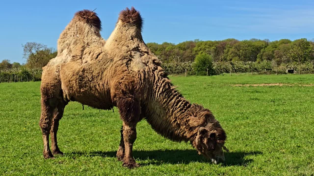 Cammello battriano che bruca l'erba in un campo verde con alberi sullo sfondo, scena naturale all'aperto.