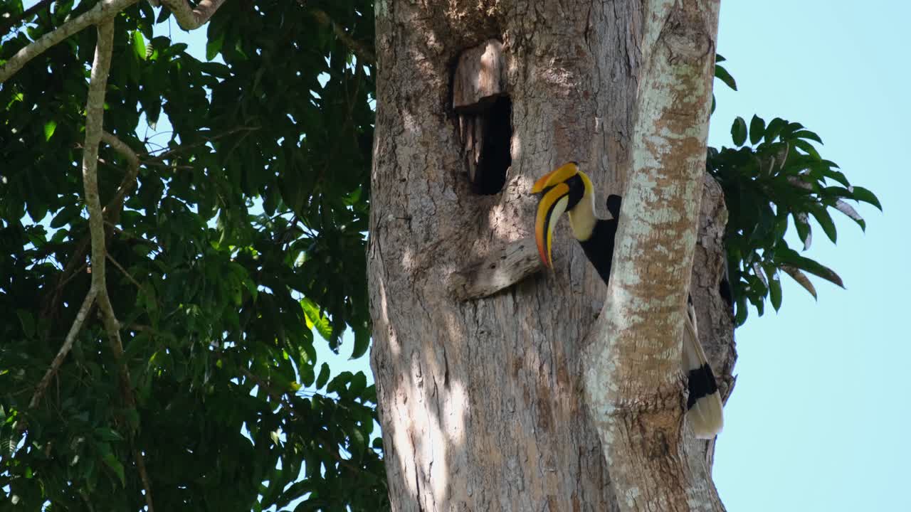 Perched on a branch as it tries to get some food out from its mouth to give to the female that is showing its head out, Great Indian Hornbill Buceros bicornis, Khao Yai National Park, Thailand