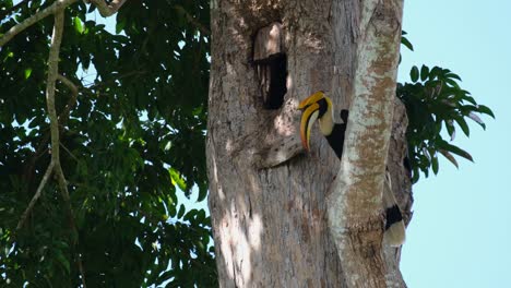 Perched-on-a-branch-as-it-tries-to-get-some-food-out-from-its-mouth-to-give-to-the-female-that-is-showing-its-head-out,-Great-Indian-Hornbill-Buceros-bicornis,-Khao-Yai-National-Park,-Thailand