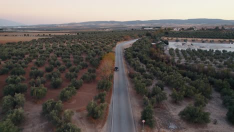 Aerial-tracking-shot-overtaking-car-riding-through-the-beautiful-rural-road-carved-through-olive-groves-farmland-of-the-Province-of-Malaga-with-the-mountain-range-in-the-background-meeting-the-horizon