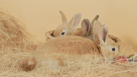 camada de conejos bebés en una canasta de paja rodeada de huevos de pascua - tiro medio a nivel de los ojos