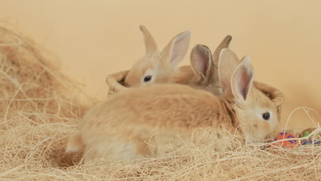 litter of baby rabbits in a straw basket surrounded by easter eggs - medium eye level shot