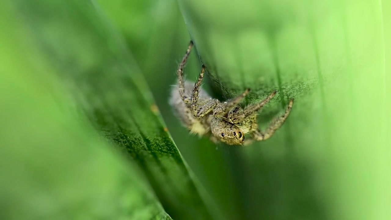A premium macro shot featuring the jumping spider at eye-level, emphasizing the complex anatomy and textures of the Salticidae family.