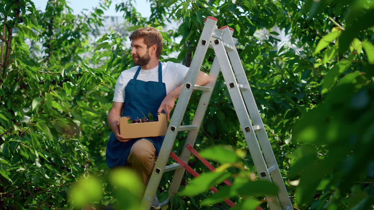 hombre agricultor sosteniendo caja de bayas sonriendo en una gran plantación agrícola verde