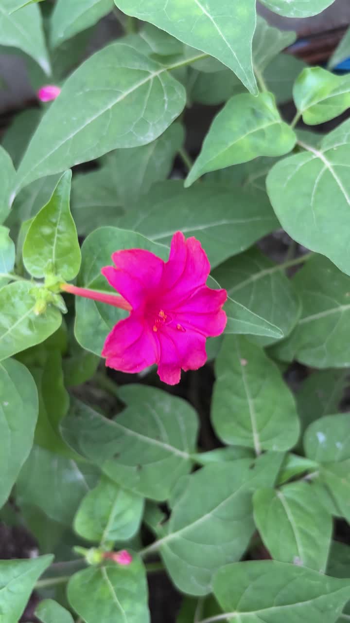Fiore rosa vivace che sboccia tra foglie verdi