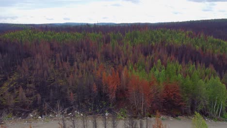 View-of-the-remains-of-burnt-forest,-destroyed-environment-after-the-fire,-aerial