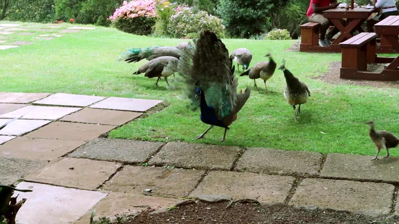grupo de varios pavos reales comiendo en la hierba del jardín trasero del hotel