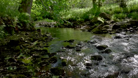 Ein-Klarer-Strom,-Der-Durch-Grünes-Waldlaub-Und-Farne-Fließt