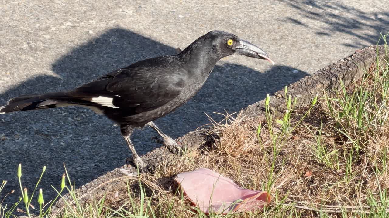 Pied Currawong with yellow eye eats ham on sunlit urban curb, then quickly departs