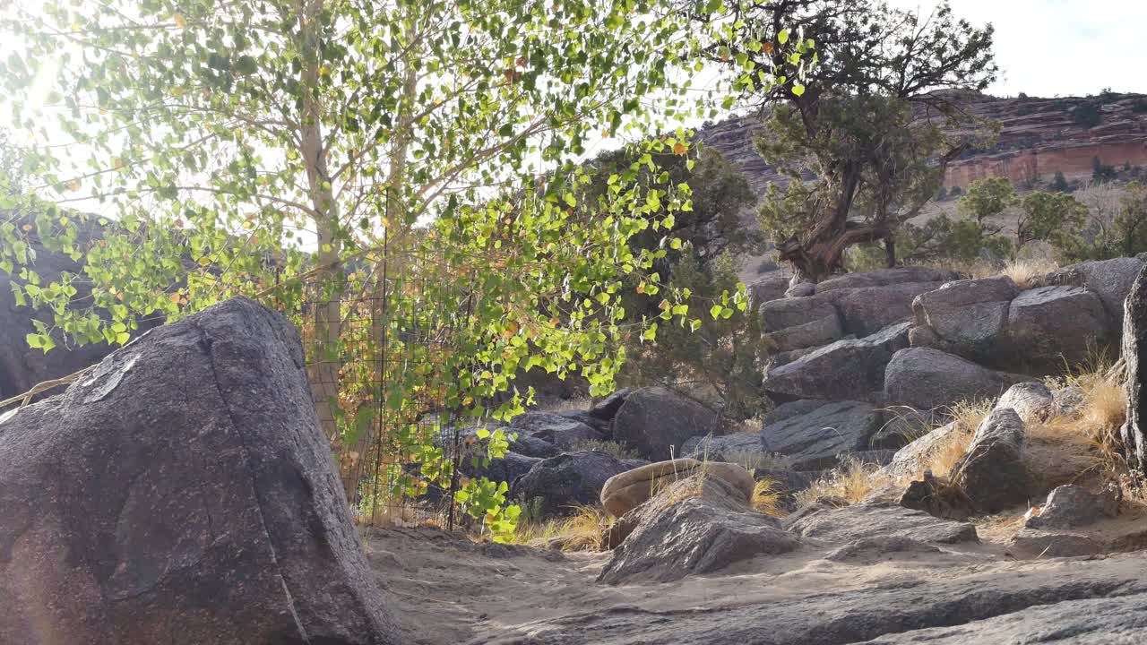 프렌치 핏불이 산비탈을 뛰어내린다