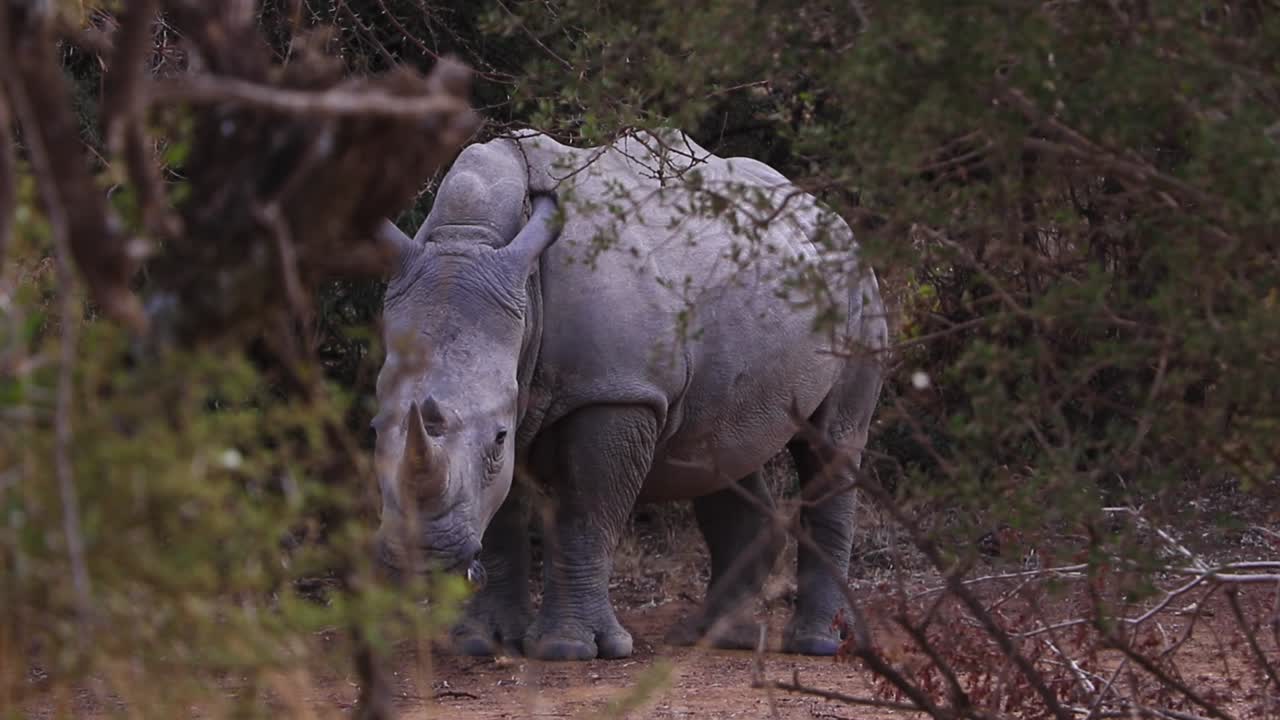Baby White Rhino in the African bushveld