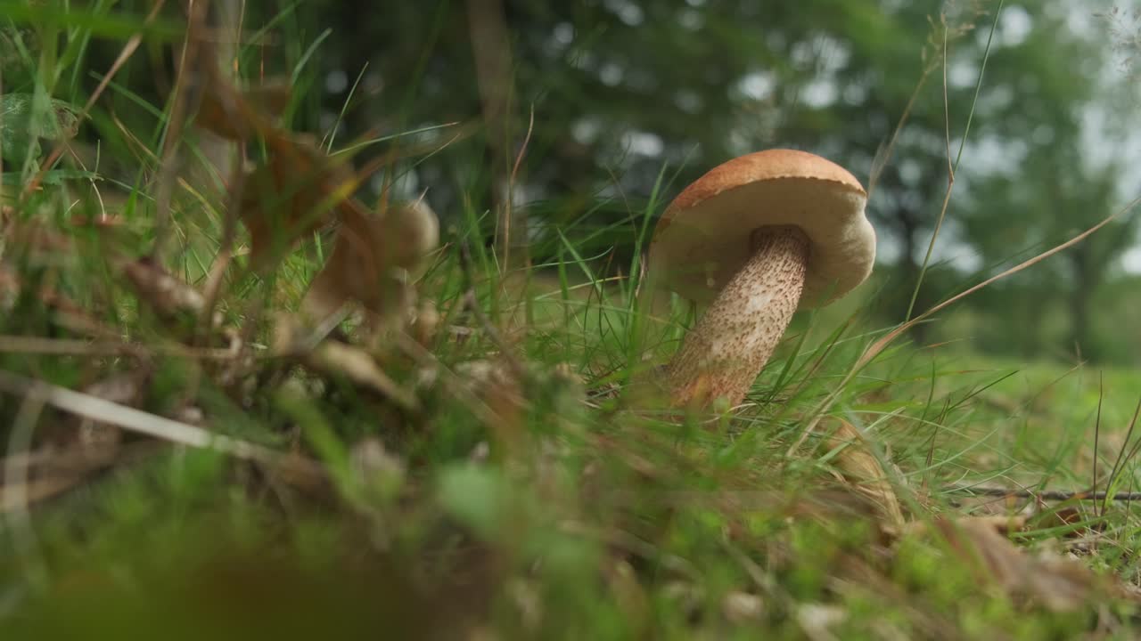 Edible mushroom leccinum scabrum in forest