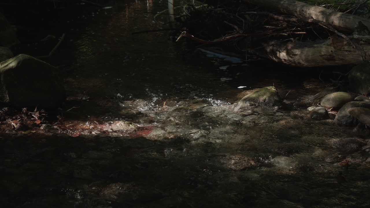무거운 잎사귀 아래에서 부글부글 끓는 개울의 클로즈업 샷, 몇 군데에서 약간 조명