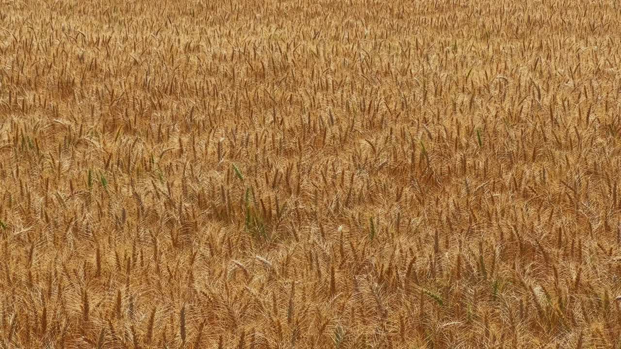 Toma abierta de un extenso campo de trigo dorado meciéndose suavemente con la brisa bajo la luz natural del día, creando patrones fluidos, rica textura y un tranquilo paisaje de temporada de cosecha