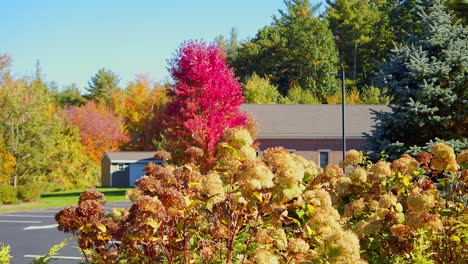 Colorful-leaves-are-revealed-in-a-panning-shot-beyond-a-parking-lot-with-some-in-the-foreground-providing-depth