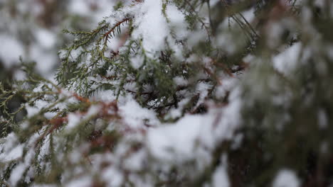 frozen branches