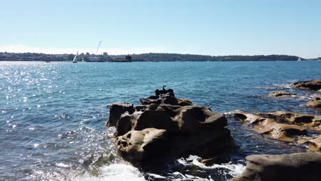 Schwarzer-Kormoranvogel,-Der-Auf-Den-Felsen-Im-Königlichen-Botanischen-Garten-Sydney,-Australien-Sitzt---Breite-Aufnahme