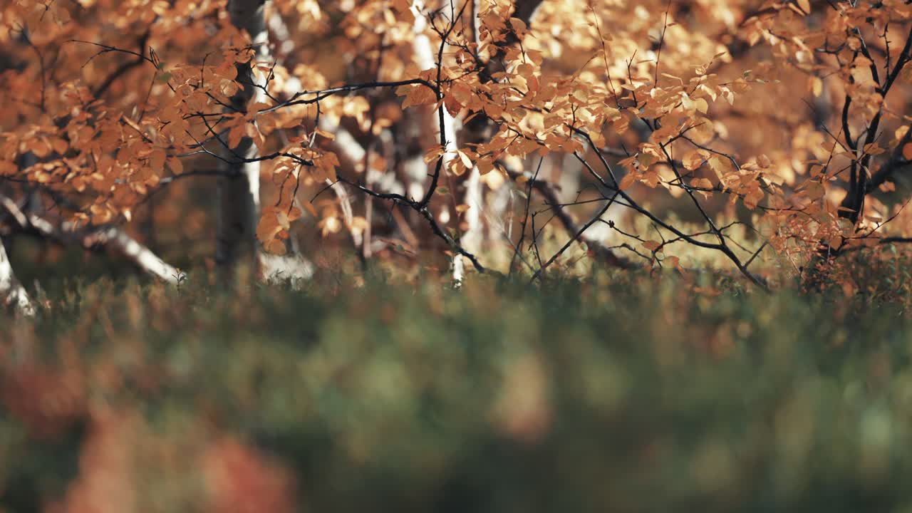 vista desde el suelo - los abedules enanos están cubiertos de hojas coloridas, musgo suave y líquenes en el suelo-1