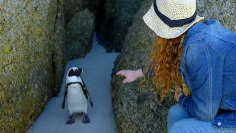 Woman-looking-at-penguin-in-the-beach-4k