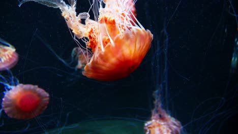 gran cantidad de medusas en tono rojizo en el acuario