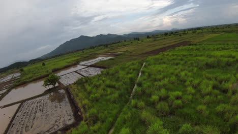 FPV-Drohne-Dreht-Reisfelder-Im-Norden-Thailands-Um