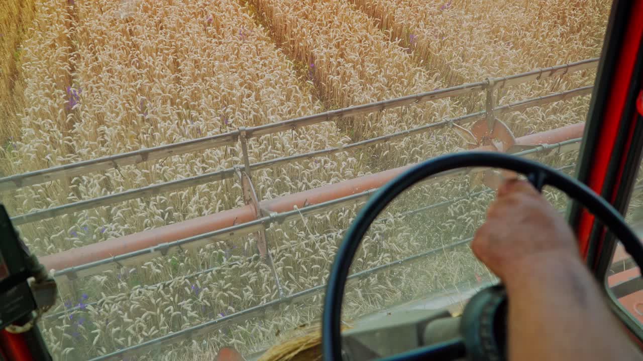 Seasonal work from the cabin of a combine in the wheat yellow field. Harvesting wheat through the eyes of combine driver. Close-up