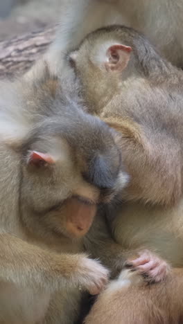 a family of monkeys on a tree in the african savan 2023 11 27 05 26 19 utc.mov | baby, bali, beach, cute