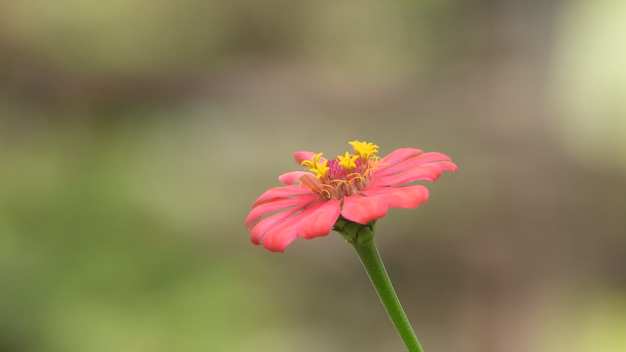 Bunga Zinnia yang indah. Berwarna oranye.
