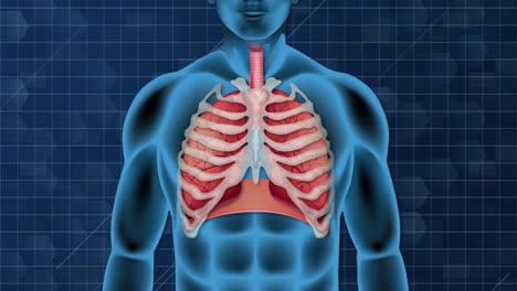 educational depiction of breathing process in humans