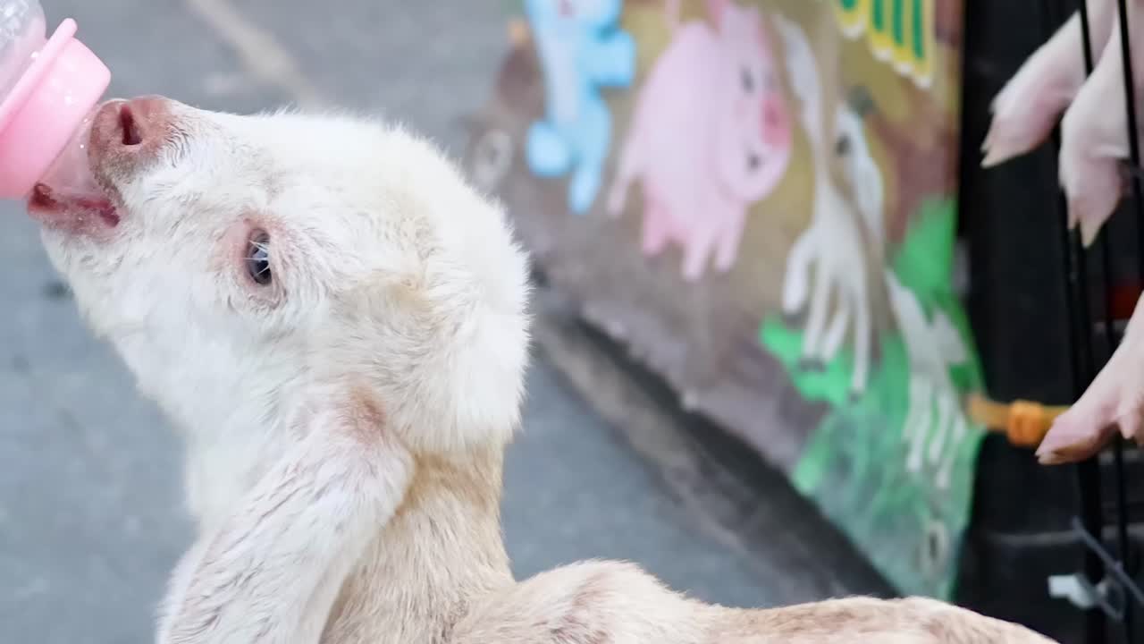 A goat eagerly drinks from a bottle beside a vibrant sign on the street.