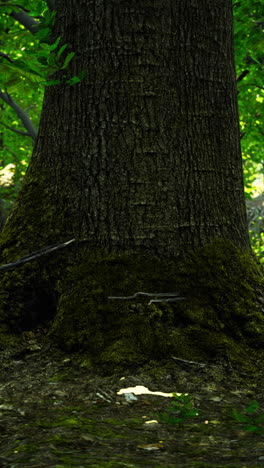 close-up of a large tree trunk in a forest