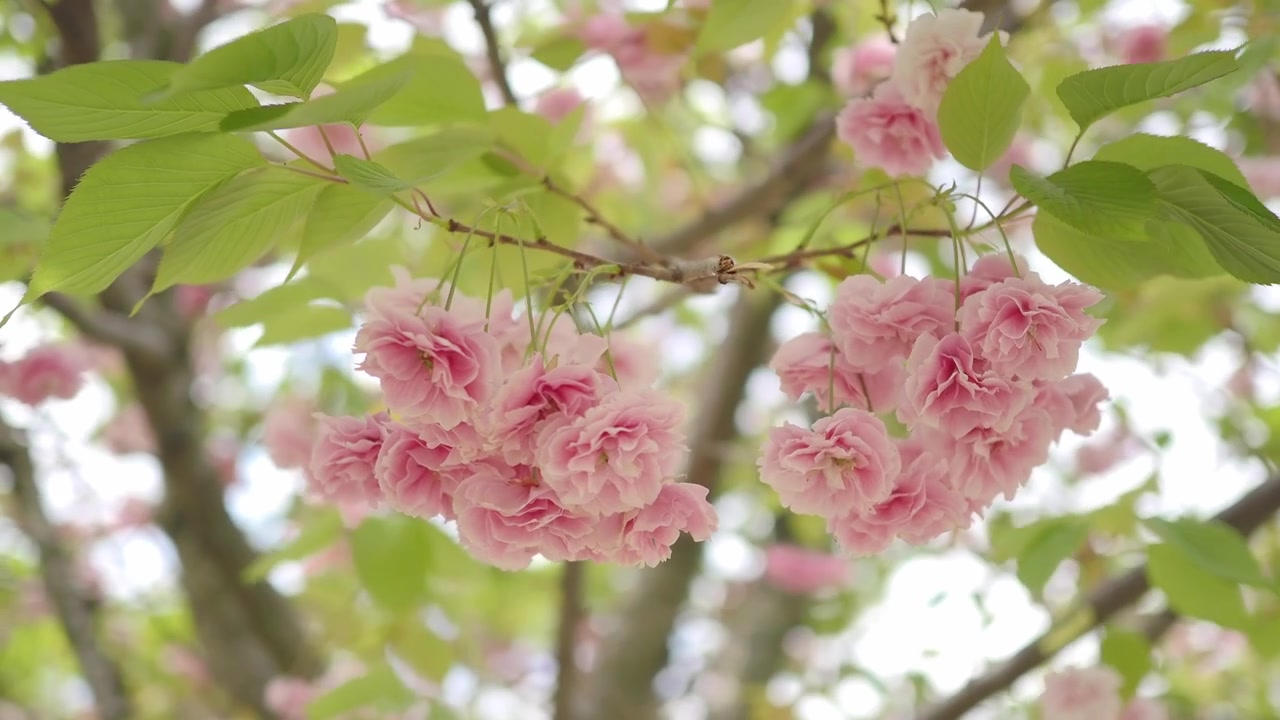 Primo piano di fiori di ciliegio rosa che sbocciano su un ramo d'albero