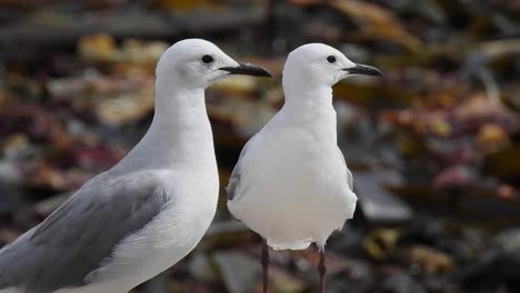 Seagulls-feeding-on-the-rocks