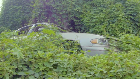 un accidente automovilístico abandonado en la jungla de hawaii, desapareciendo bajo enredaderas