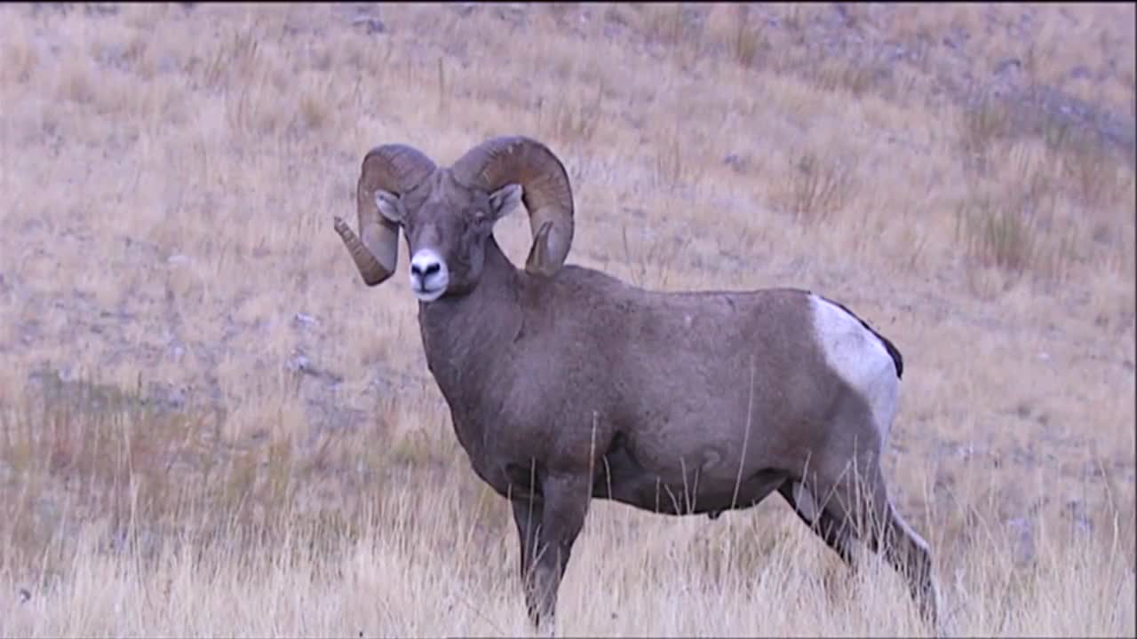 borrego cimarrón pastando
