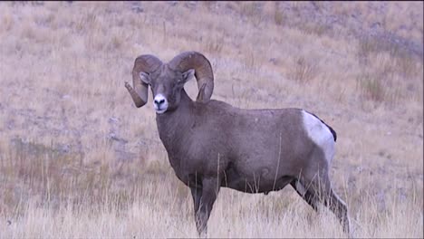 Bighorn-Sheep-Grazing