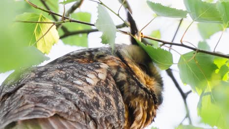 Nahaufnahme-Einer-Waldohreule,-Die-Von-Einem-Baum-Mit-Grünem-Laub-Auf-Ihren-Lebensraum-Blickt