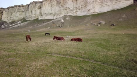 experimente la grandeza de crimea mientras se sumerge en la vista de los caballos que pastan por el acantilado blanco en este video, encarnando la belleza natural y la tranquilidad