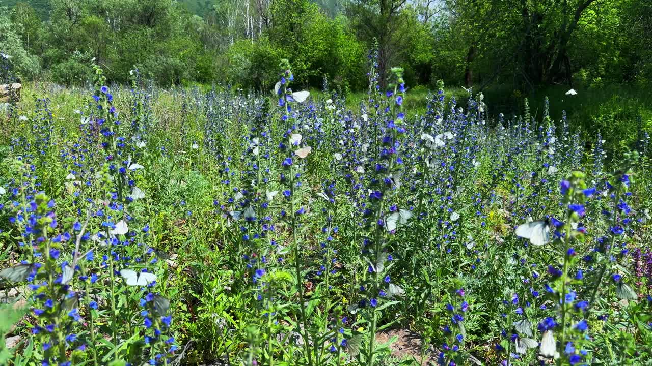 A Vibrant Meadow Filled with Beautiful Blue Flowers and Fluttering Butterflies, Showcasing Nature's Splendor in a Lush Green Environment