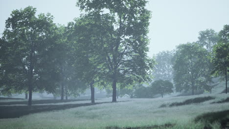 big mapple tree with green leaves in a summer day