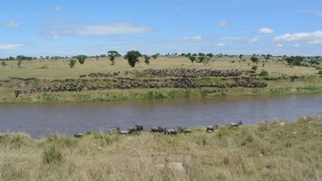 wildebeests crossing the mara river during their annual great migration. serengeti national park in tanzania.