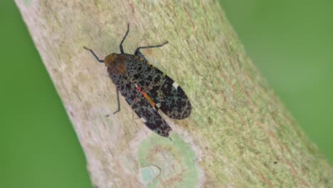 visto en una rama diagonal mientras mueve sus alas, penthicodes variegate lantern bug, tailandia