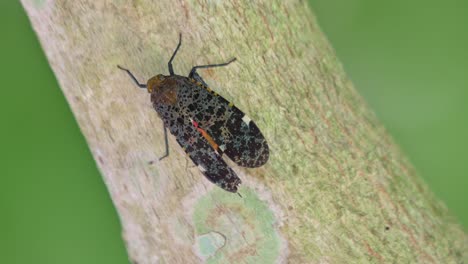 seen on a diagonal branch while moving its wings, penthicodes variegate lantern bug, thailand