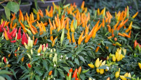 close-up of red, green, yellow, and orange chili peppers